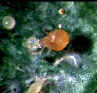 Phytoseiulus persimilis, a widely used spidermite predator for use in greenhouses and strawberry fields