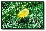 Neoseiulus (Amblyseiulus) californicus, an excellent general mite predator, adapted to a wide renge of environmental conditions.