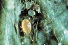 Amblyseius fallacis, a predator adapted to Northern latitudes, used in apple orchards and mint fields