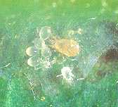 Galandromus helveolus, a predator used on avocado trees to help control the Persea mite