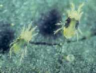 The spider mite, Tetranychus urticae, is a world wide pest on many crops.